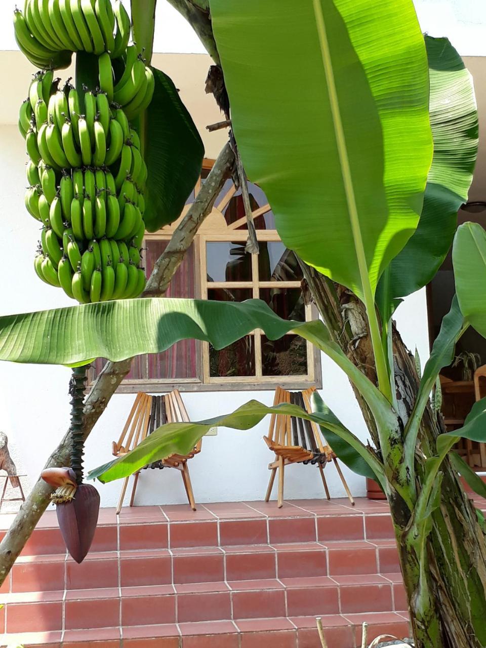 Banana Lodge